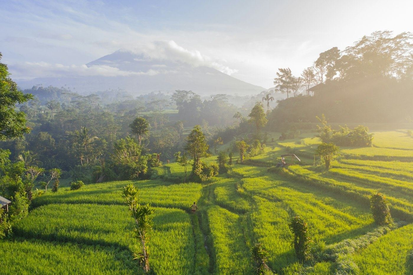 Green rice terraces at dawn in Bali